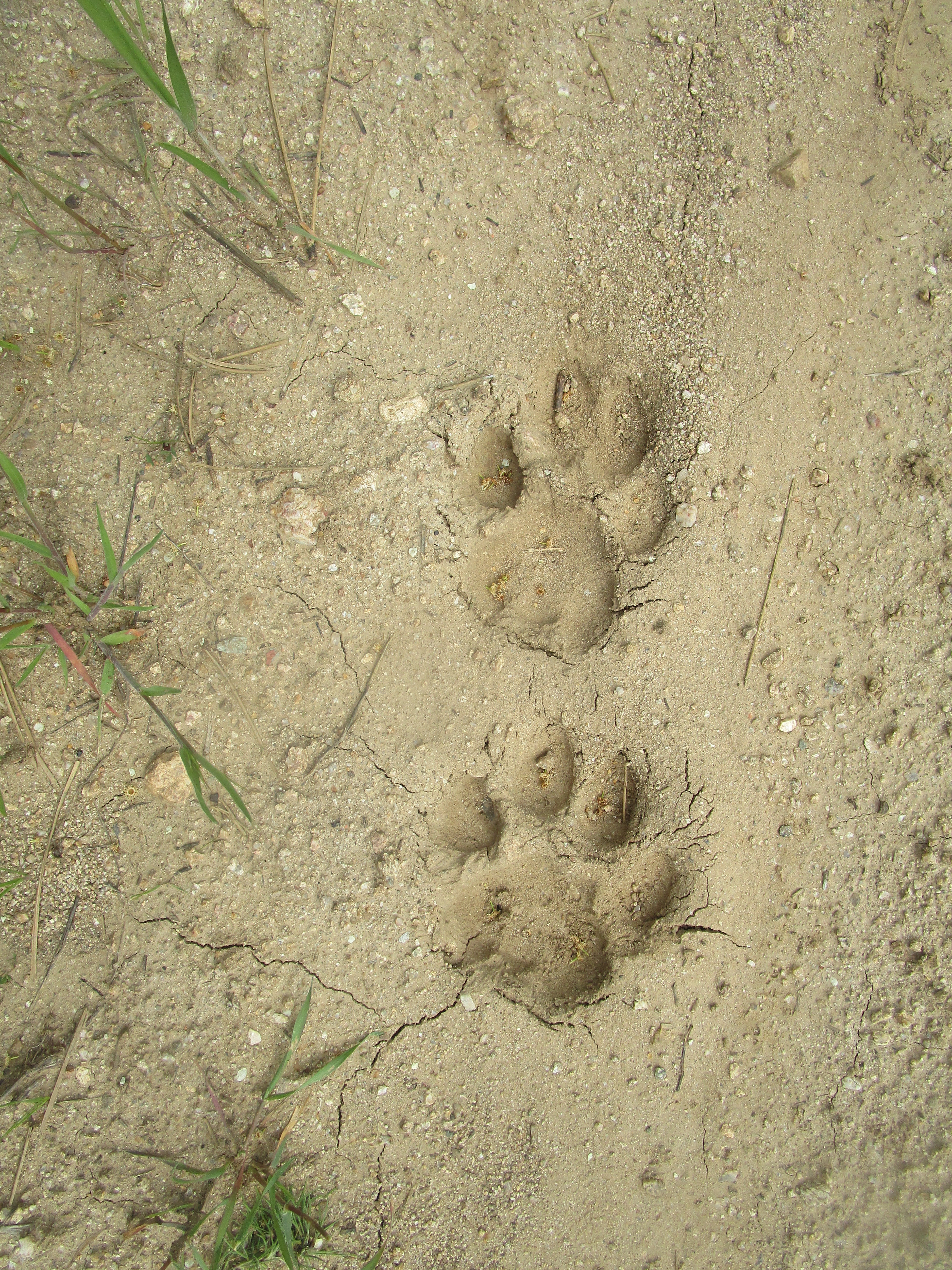 mountain lion paw prints